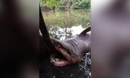 How Did a Dead Bull Shark End Up in Texas’ Trinity River? [VIDEO]