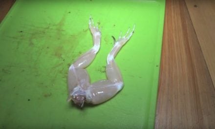 How to Catch, Clean and Cook Bullfrogs for Delicious Frog Legs