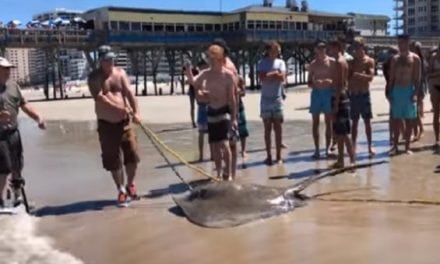Teens Fight with Fishermen Over 300-Pound Stingray