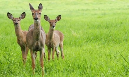 10 Whitetail Deer Facts Most Hunters Don’t Know