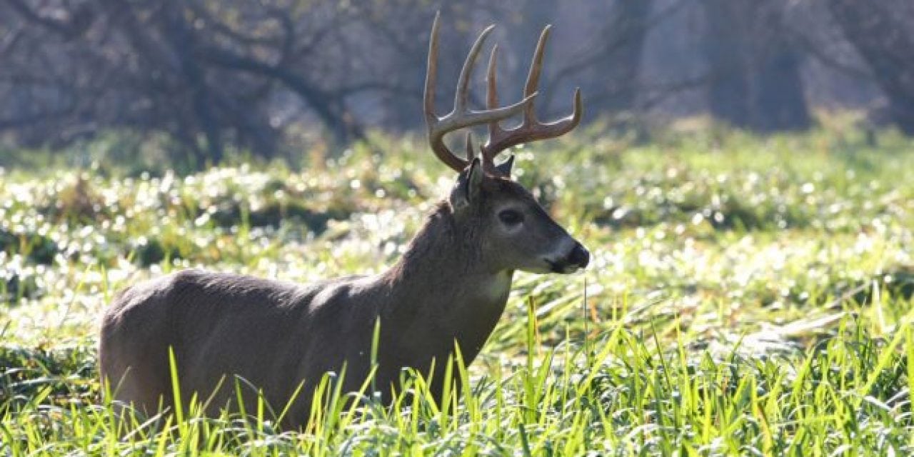 6 Food Plot Tips That Will Prove It’s Not Too Late to Better Your Odds