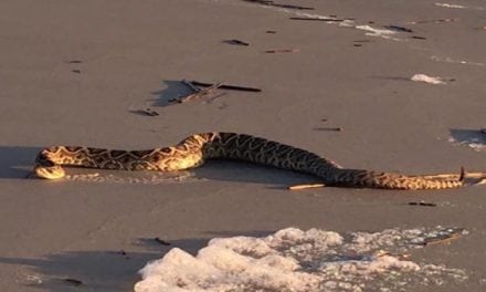 Rattlesnakes Can Swim? Rattler Wanders Ashore on Hilton Head, Couple Takes Video