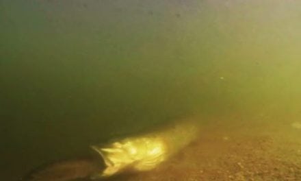 Feeding Frenzy: Muskie Mows Down Bass in Underwater Footage