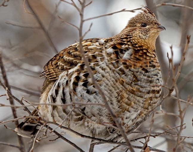 Grouse and Woodcock Hunting In New York