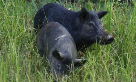 Hunting Wild Hogs: New Rules to Control Population
