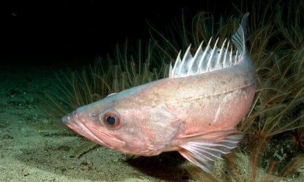 Protected Waters Foster Resurgence of West Coast Rockfish