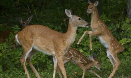 Rabid Deer Confirmed in North Carolina