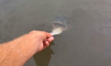 The Fish Whisperer’s Pet Fish Survived Some Extreme Hurricane Harvey Flooding