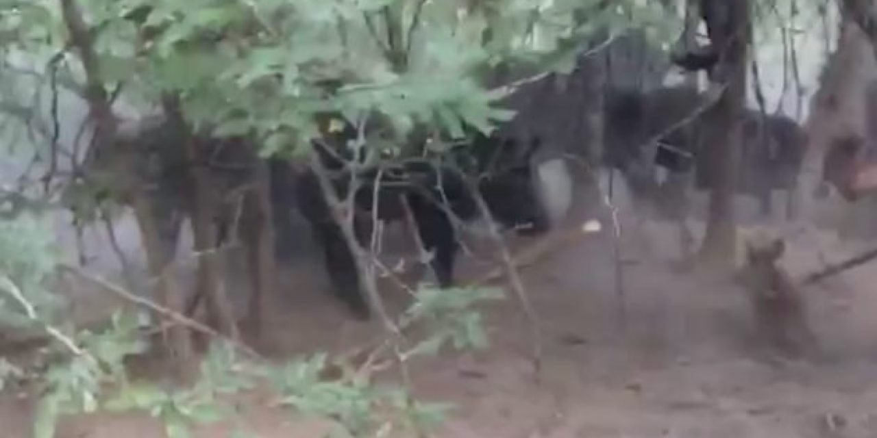 This Hog Hunter and His Dogs Got More Than They Bargained For!