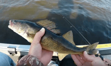 This is How You’re Supposed to Catch Walleye in Late Summer
