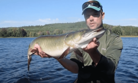 This Many Muskies on the Fly is Just Ridiculous