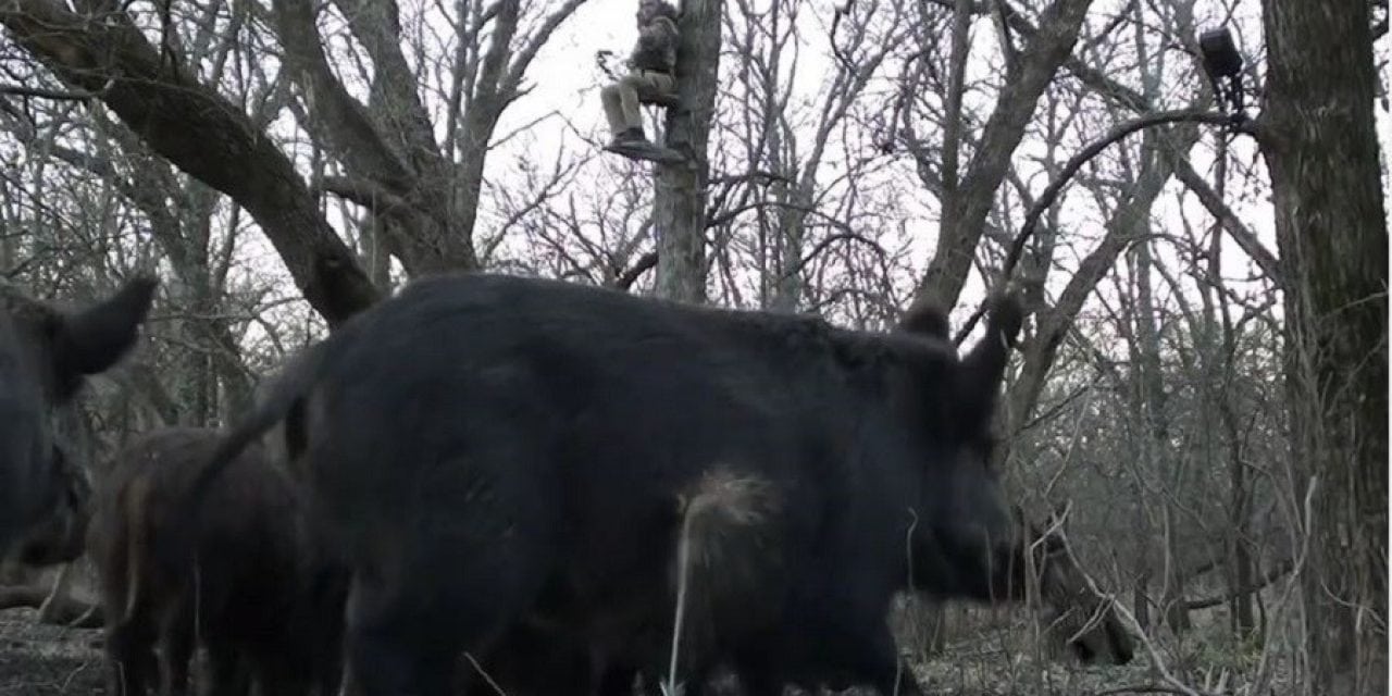 Video: Watch This Awesome Hog Hunt From a Reverse-Angle Perspective