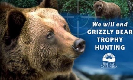 B.C. Ending Trophy Grizzly Hunting Due To Negative Political Poll Numbers