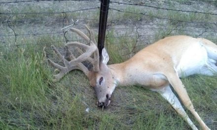 EHD Outbreak Kills Hundreds of Deer in Tennessee