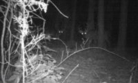 How to Hunt a Nocturnal Buck