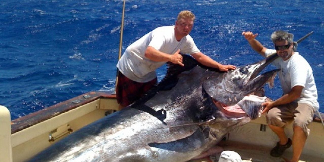 The Grander Blue Marlin: A Young Giant