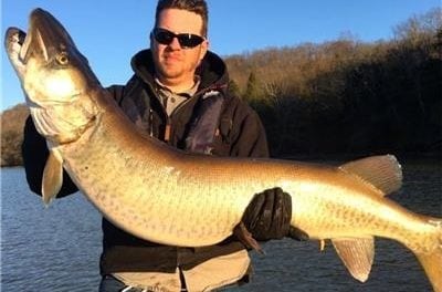 TN Pending State Record Muskellunge Caught In Melton Hill Reservoir