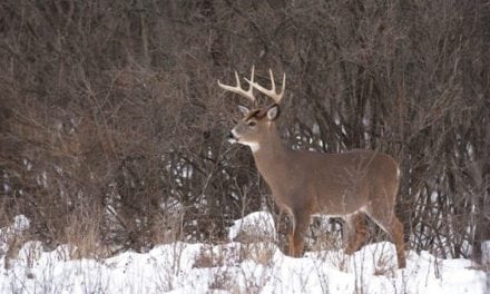 6 Successful Hunting Tactics for Whitetails in December