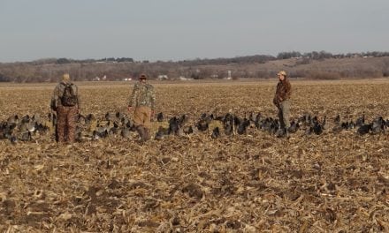 No Water Needed for Hunting Canada Geese