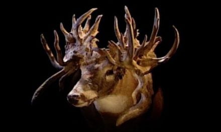 The Louisiana Freak: The Most Bizarre Deer in the World