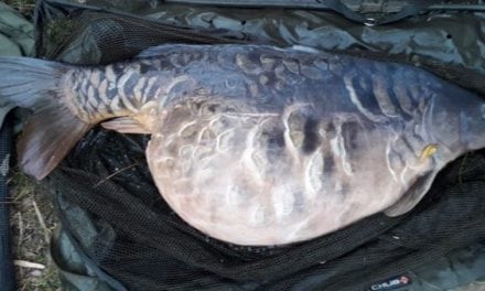 U.K. Angler Catches 83-Pound Carp, but Stays Anonymous