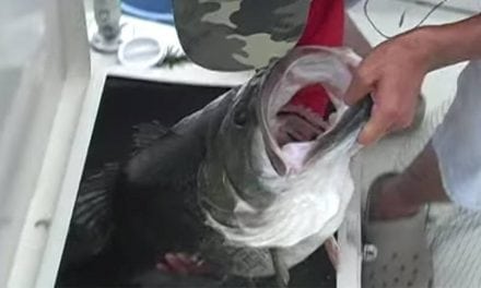 A Look Back at the Incredible Size of the World-Record Bass