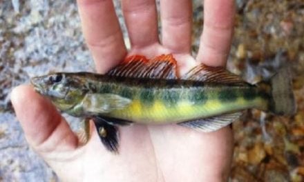 The TVA Discovered a New Fish Species