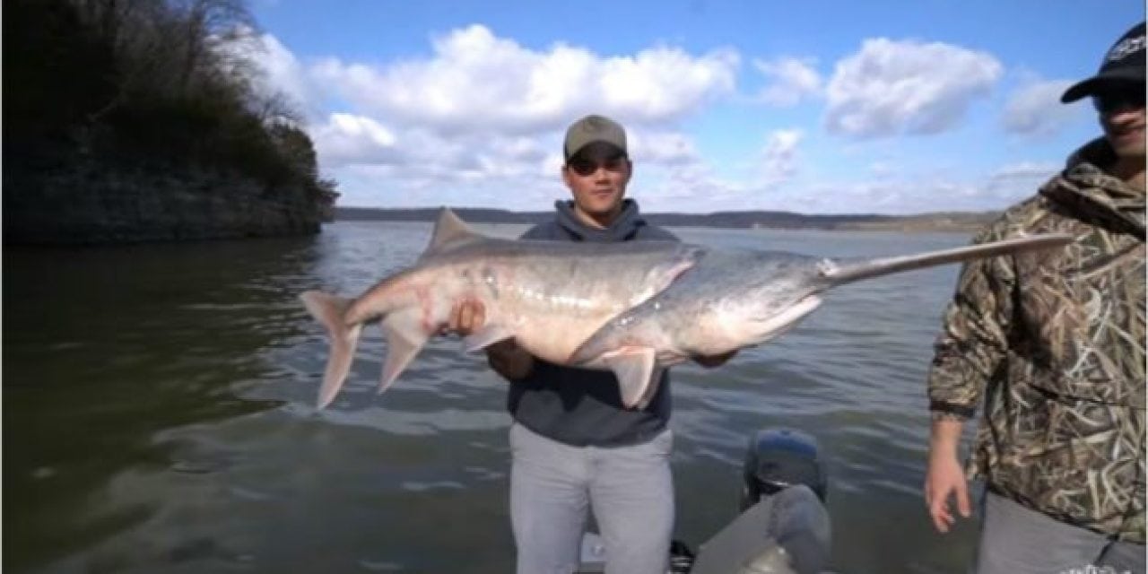 Video: Have You Ever Tried Snagging for Paddlefish Before?