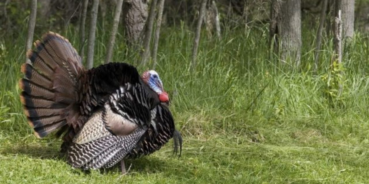 Here’s a Turkey Hunting Joke We Can All Understand
