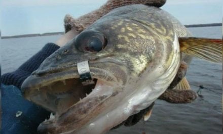 If You Catch the Right Tagged Walleye, You Could Earn $100 in Michigan