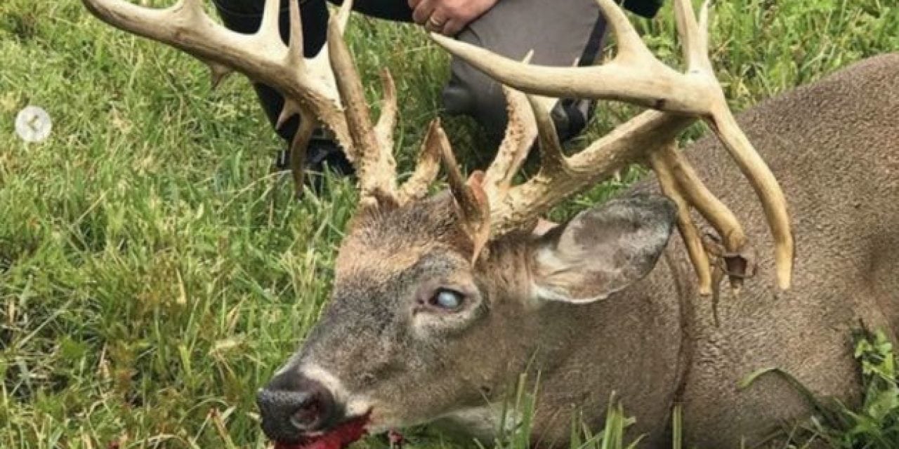 Remember This Giant Ohio Whitetail Riddled With EHD?