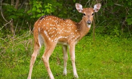 Study Looks at What Causes Most Fawn Deaths