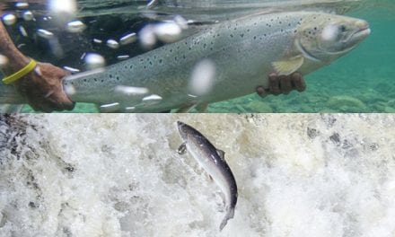 Wild Atlantic Salmon Numbers Drop Again
