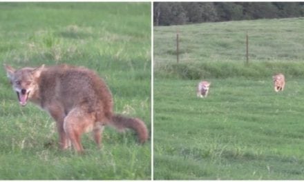 Decoy Dogs Do Their Thing with Agitated Coyotes