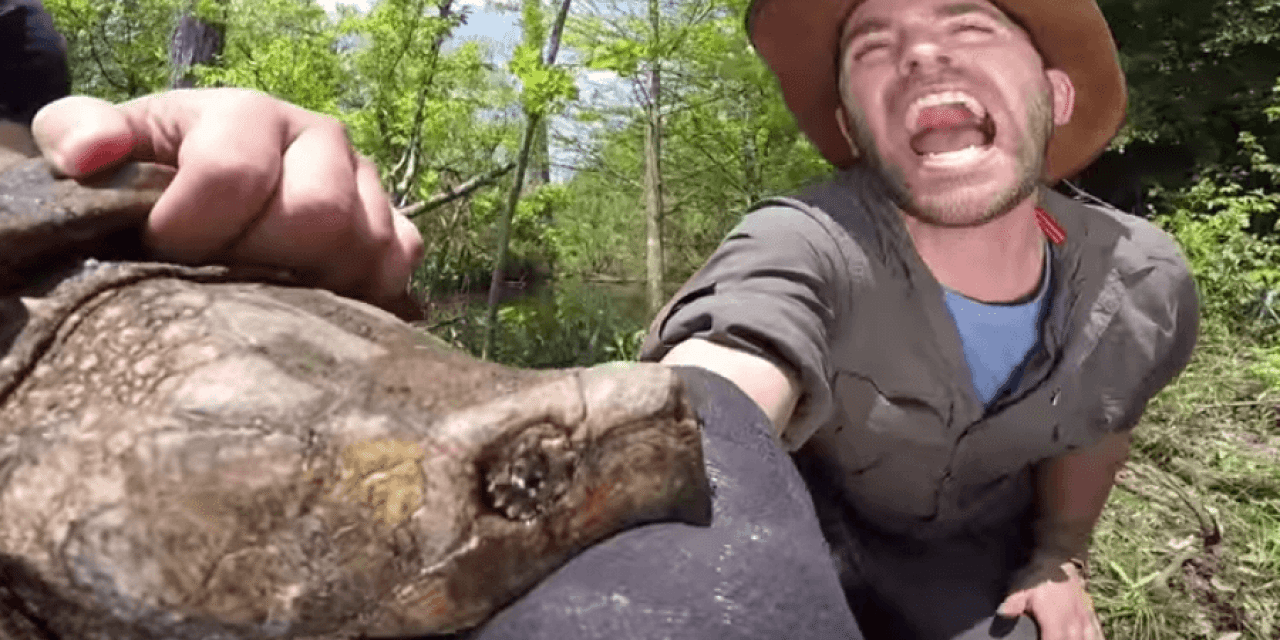 Man Lets Enormous Alligator Snapping Turtle Bite His Arm