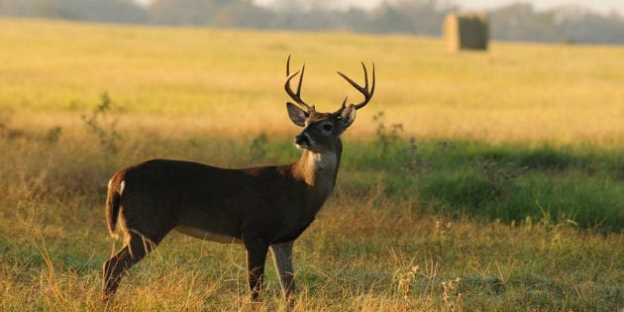 Texas Passes Air Gun Hunting Proposal, Will Allow Them for Deer and More