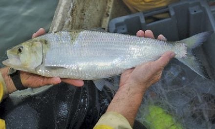 Shad runs approach record highs in some rivers, lows in others