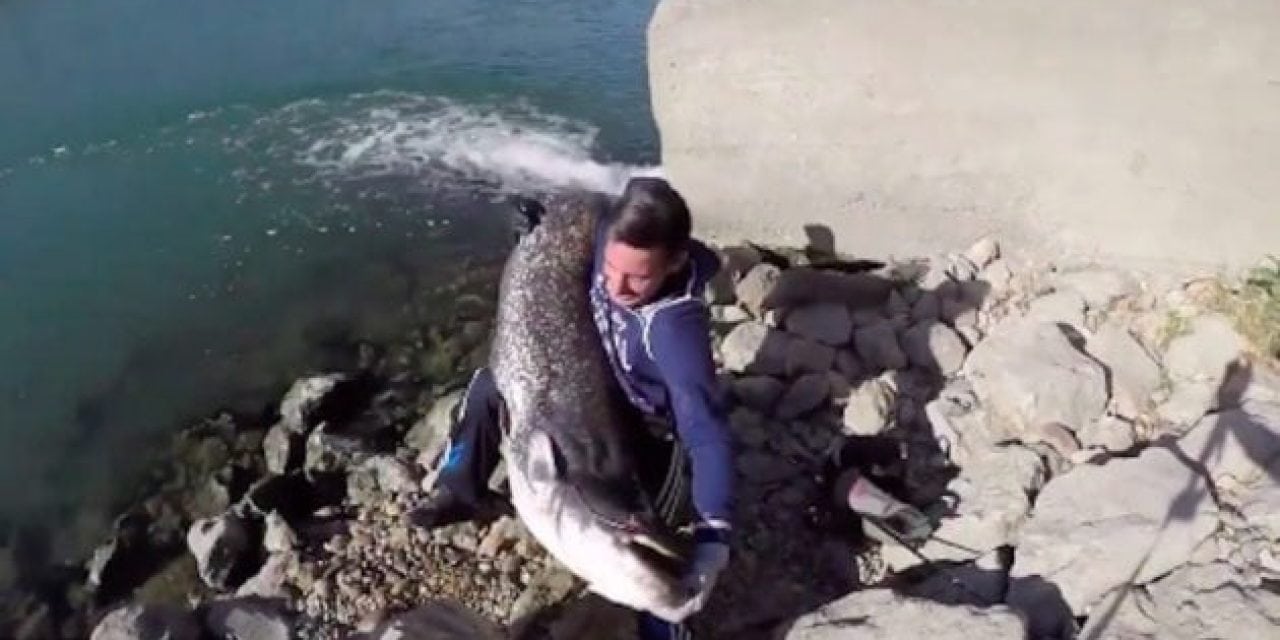 Video: Huge Catfish and Fast Water Go Together Like Franks and Beans