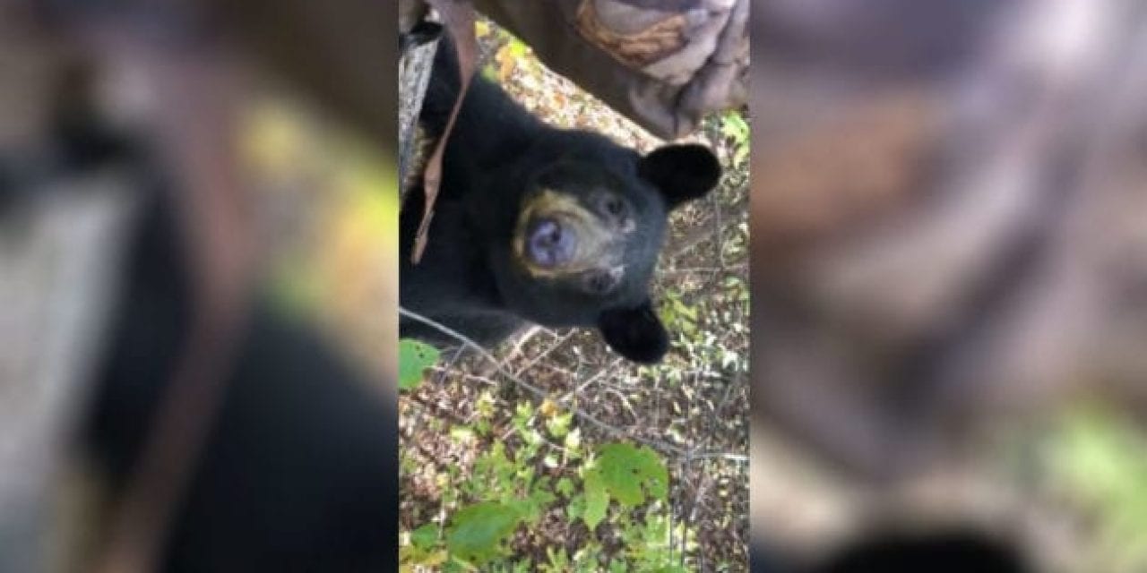 Black Bear Joins Whitetail Deer Hunter in the Tree