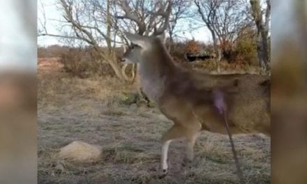 Watch This Buck’s Reaction After Getting Drilled with an Arrow