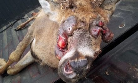 8 Horrible, Nasty Deer You Wouldn’t Even Serve Your Enemies for Dinner