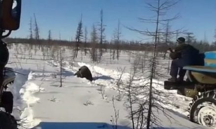 GRAPHIC: Russian Truckers Heinously Flatten a Brown Bear, Uproar Ensues 