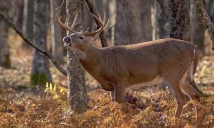 The Five 10s of Hunting You May Have Forgotten About
