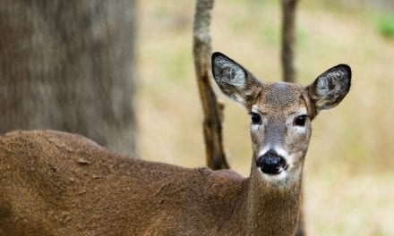 The Rut: Constants, Myths and Legends