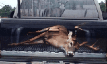 This Giant Buck is the Most Awesome Thing You’ll See Today