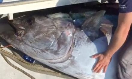 Three Men Catch 750-Pound Tuna Near Massachusetts