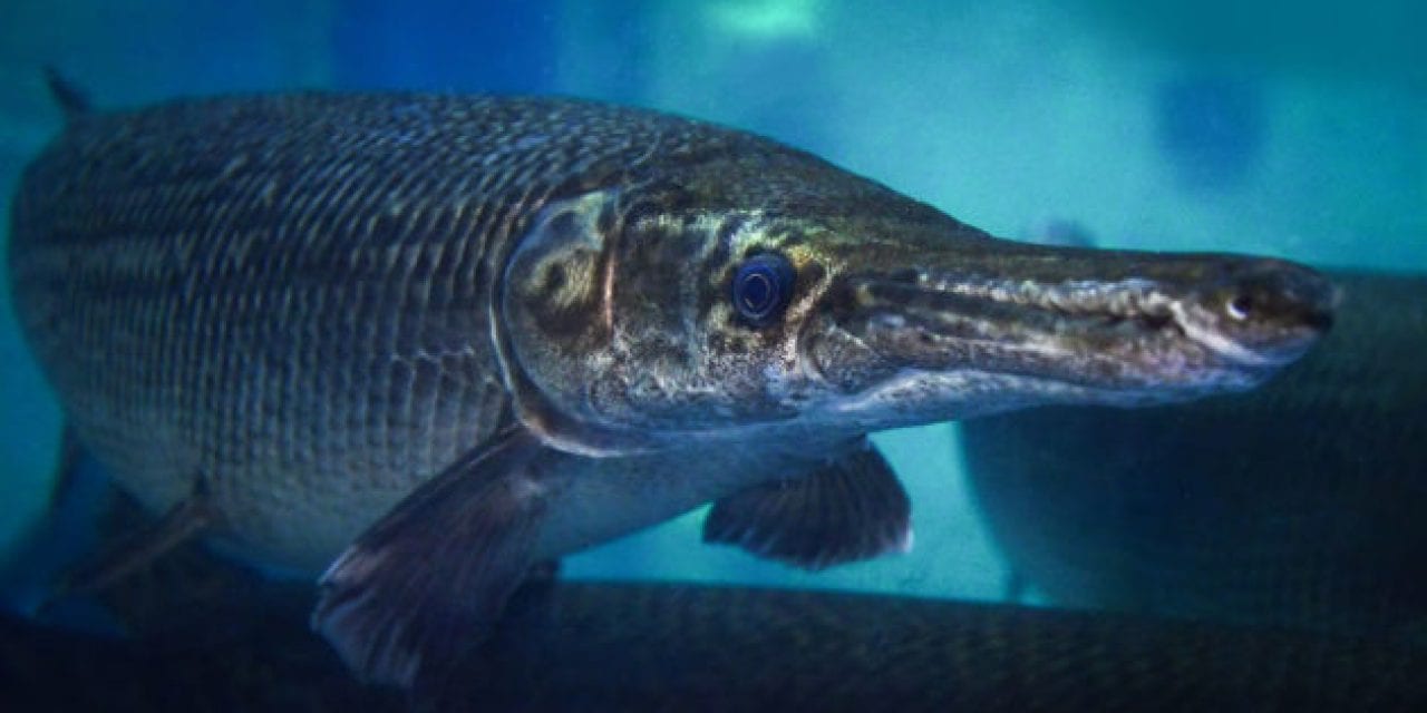Texas Proposes Ban on Nighttime Bowfishing for Alligator Gar