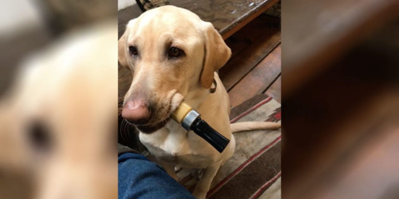 This Lab Blows a Duck Call Better Than His Owner