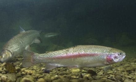 Idaho is Paying Anglers to Help Thin Out South Fork Rainbow Trout Population