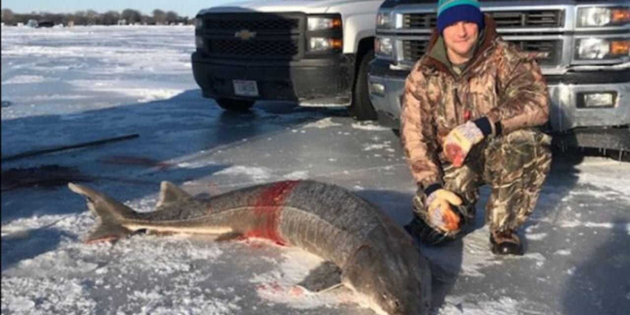 Longest Sturgeon Ever Taken on Lake Winnebago Sets Wisconsin Record